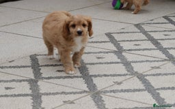 Cavapoo dogs for sale: F1 Cavapoo puppies for sale - Image 17