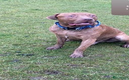 Mixed Breed dogs for sale: Boss  - Image 3