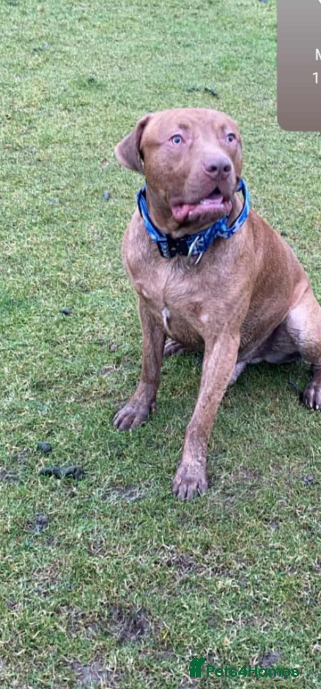 Mixed Breed dogs for sale: Boss  - Image 3
