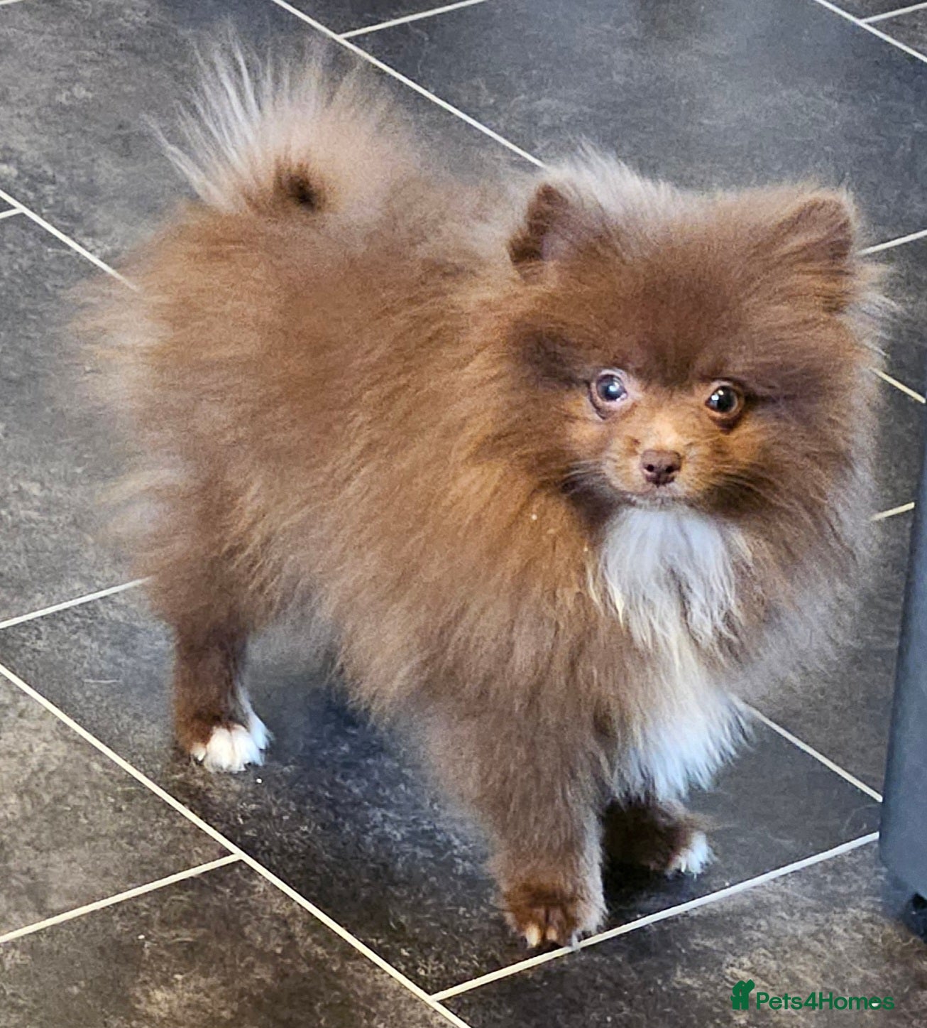 Pomeranian dogs READY TO LEAVE NOW Beautiful Boy KC pomeranian Pup - Advert 1