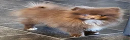 Pomeranian dogs for sale: READY TO LEAVE NOW Beautiful Boy KC pomeranian Pup - Advert 1
