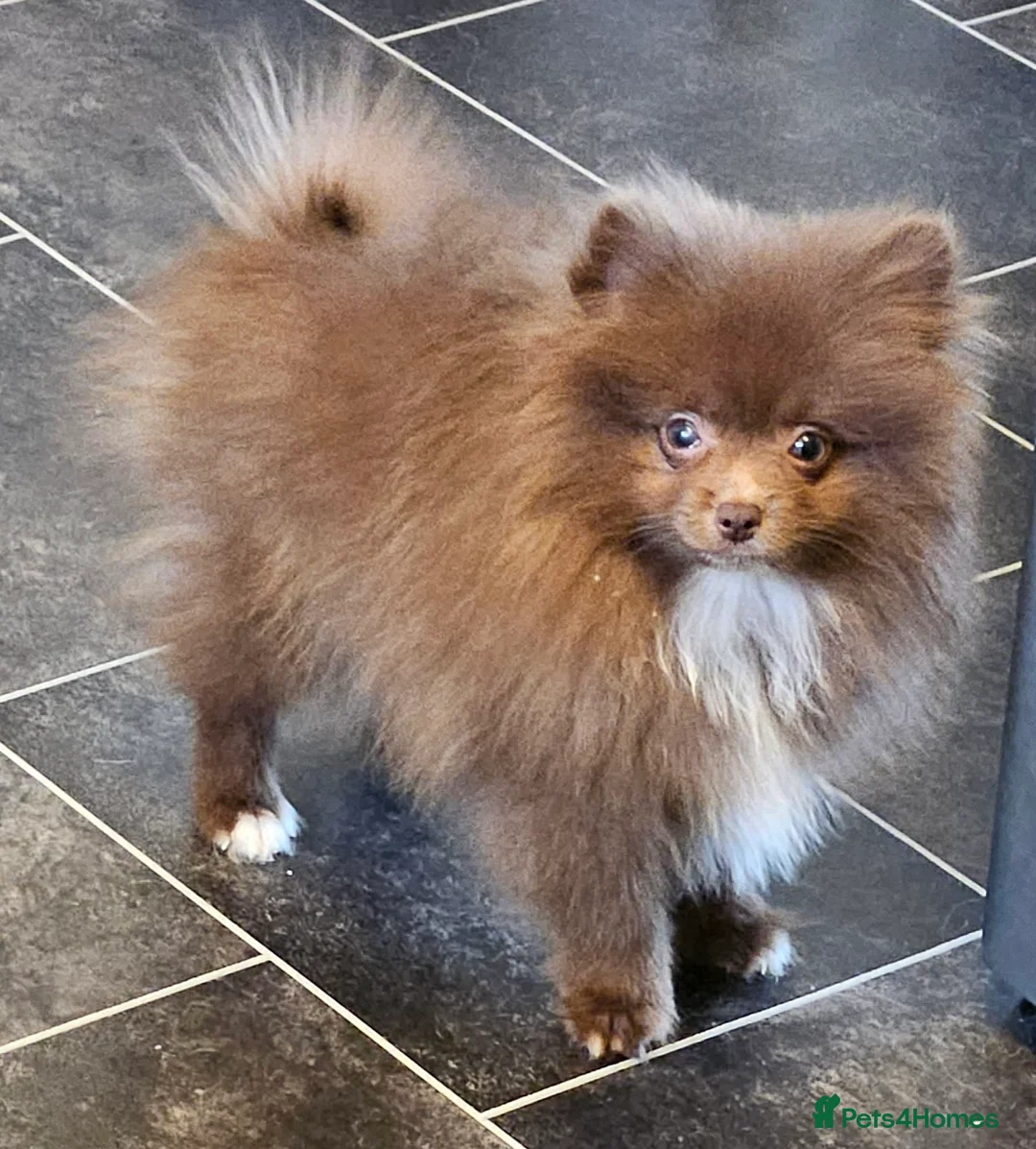 Pomeranian dogs for sale: READY TO LEAVE NOW Beautiful Boy KC pomeranian Pup - Advert 1
