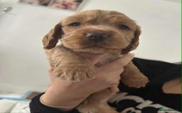 Cocker Spaniel dogs for sale: Cocker spaniel puppy  - Image 13