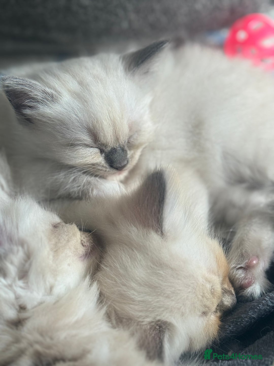 Ragdoll cats for sale: ⭐️BLUEPOINT RAGDOLL KITTEN ⭐️ - Image 34