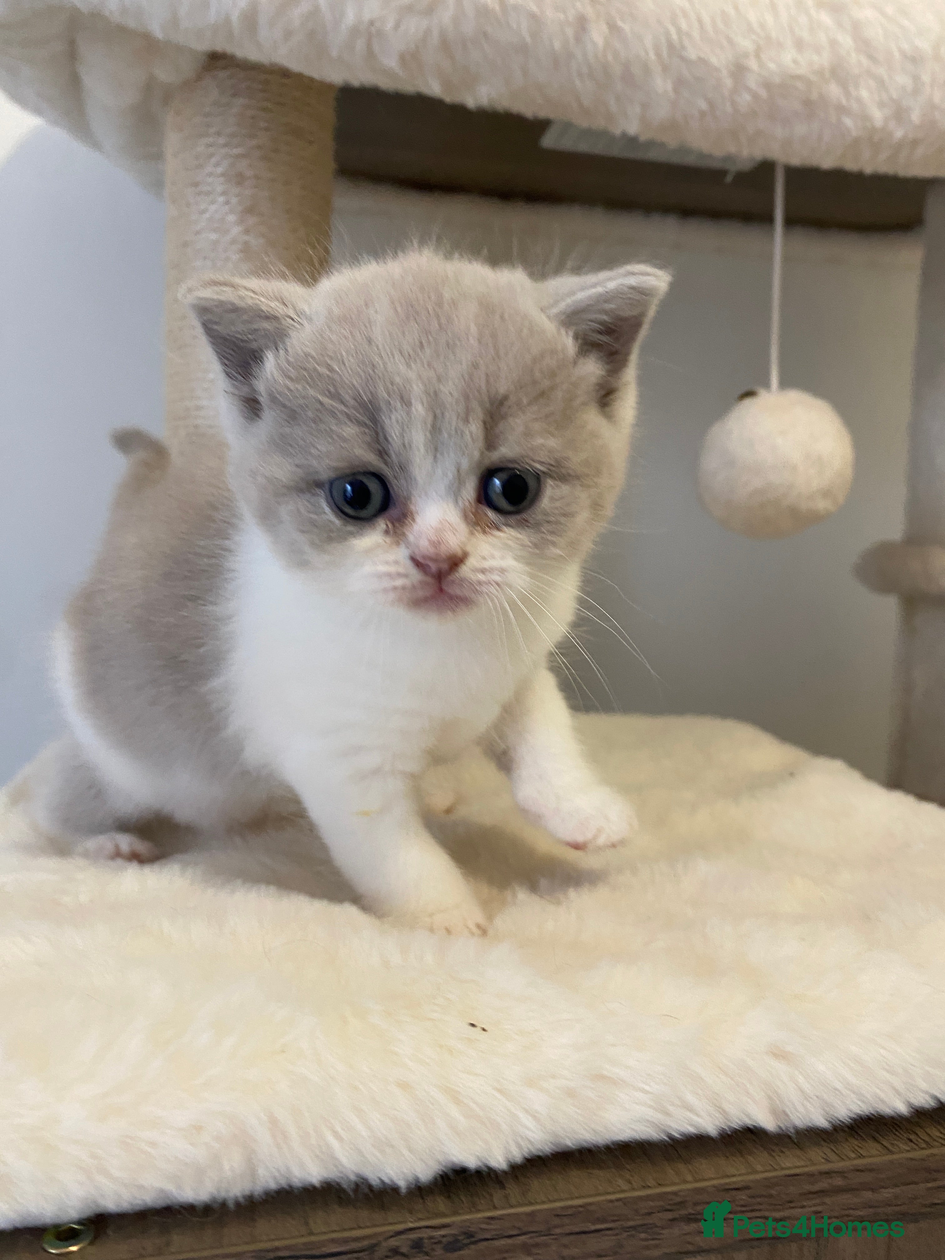 British Shorthair cats TICA Fawn/Cinnamon Bio colour kittens 💛 - Advert 2