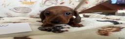 Dachshund dogs for sale: Dachshund-Miniature Smooth  - Advert 2