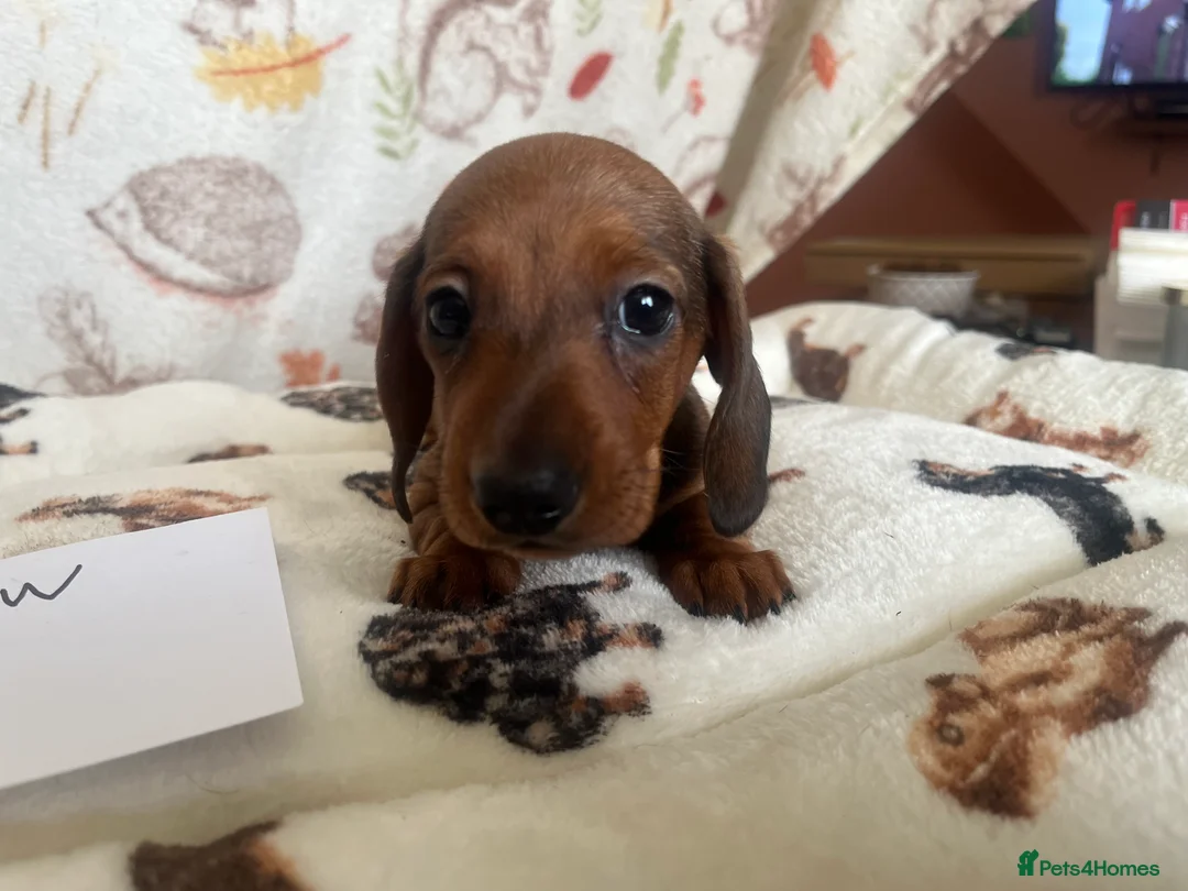Dachshund dogs for sale: Dachshund-Miniature Smooth  - Advert 2