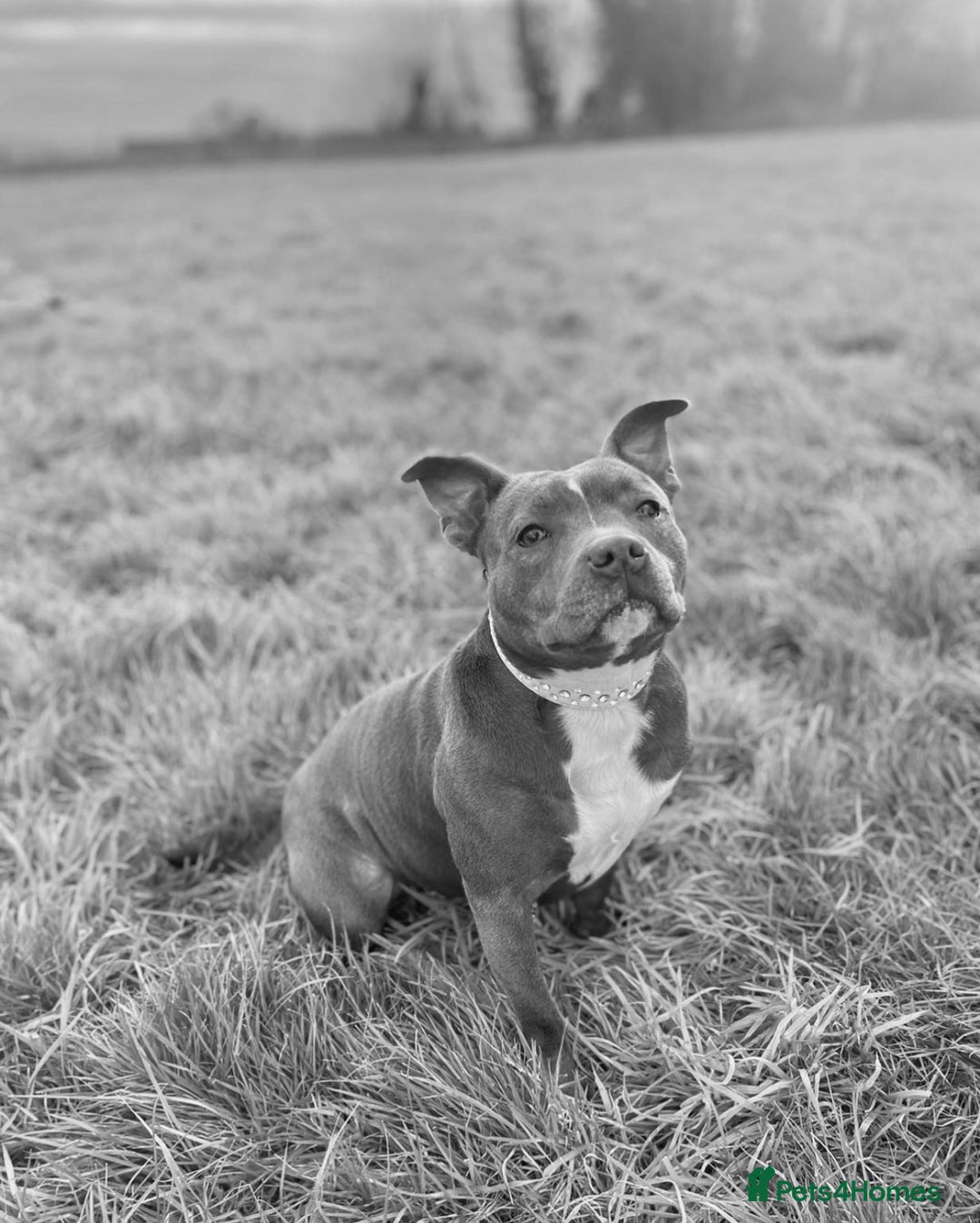 Staffordshire Bull Terrier dogs for sale: Blue Staffordshire Bull Terrier Champion Pup - Advert 9