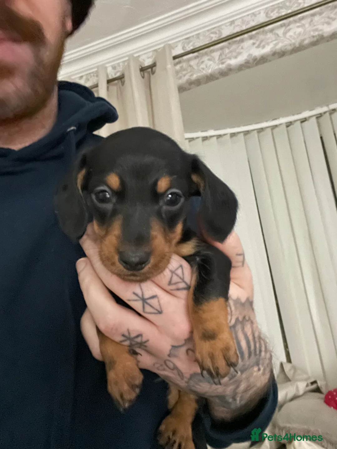 Miniature Dachshund dogs for sale: Miniature dachshund puppies - Advert 5