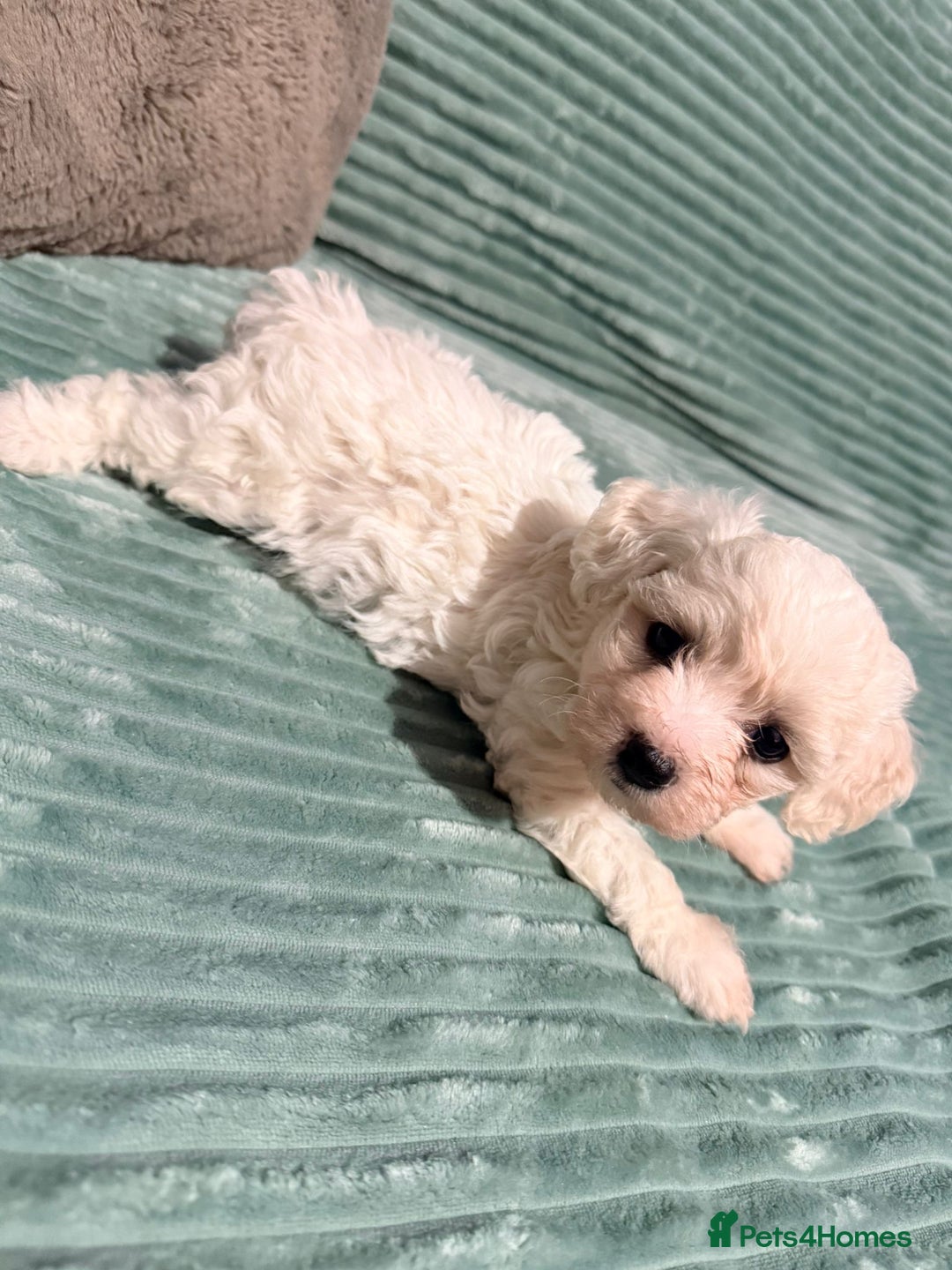 Bichon Frise dogs for sale: Pure BREED Bichon Frise - Advert 9