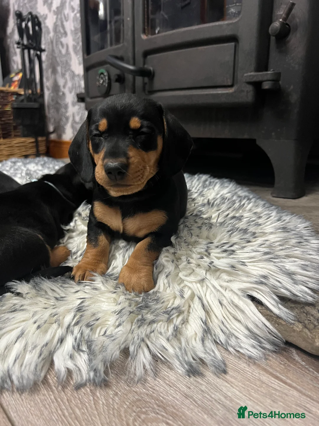 Dachshund dogs for sale: Adorable Dachshund puppies 4 boys 2 girls - Advert 4