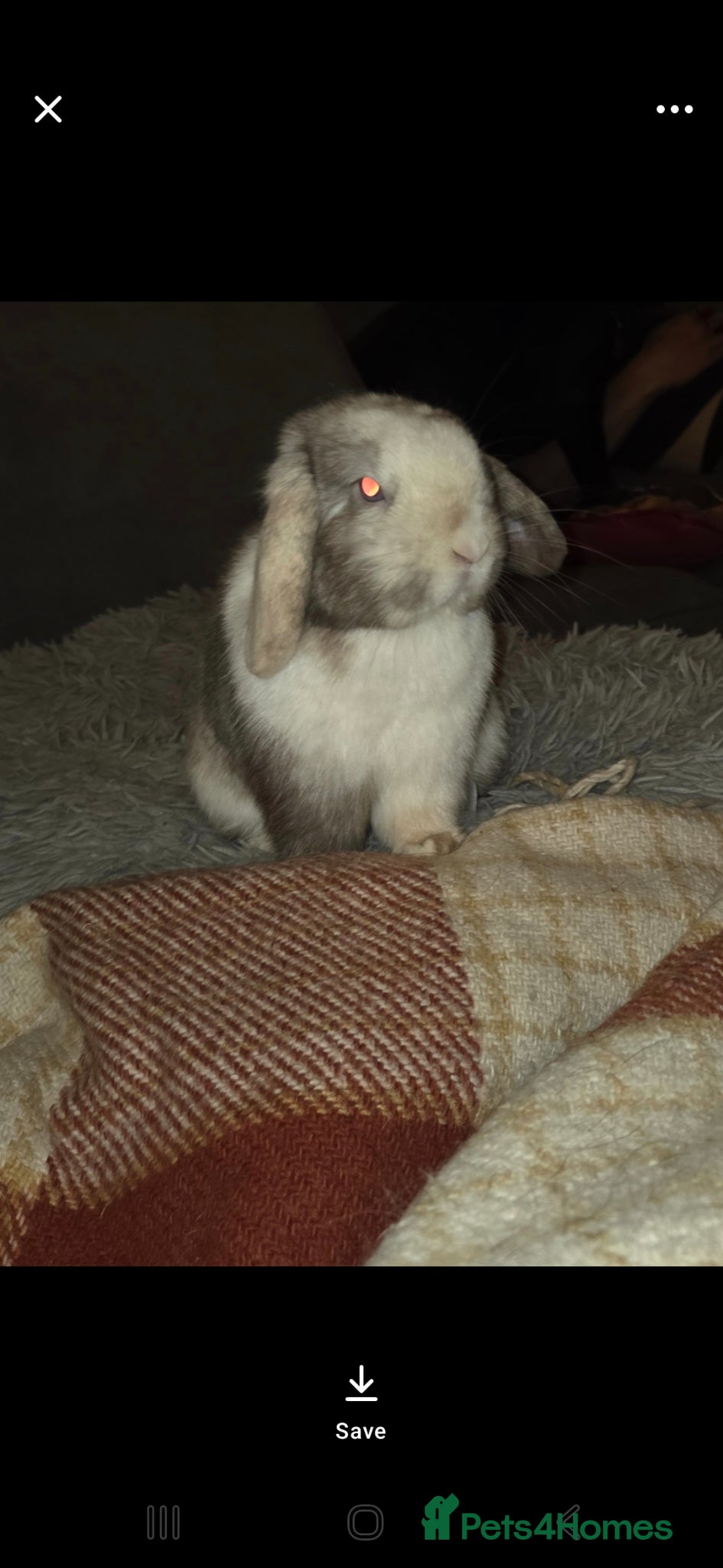 Mini Lop rabbits Male minilop blue eyes  - Advert 2