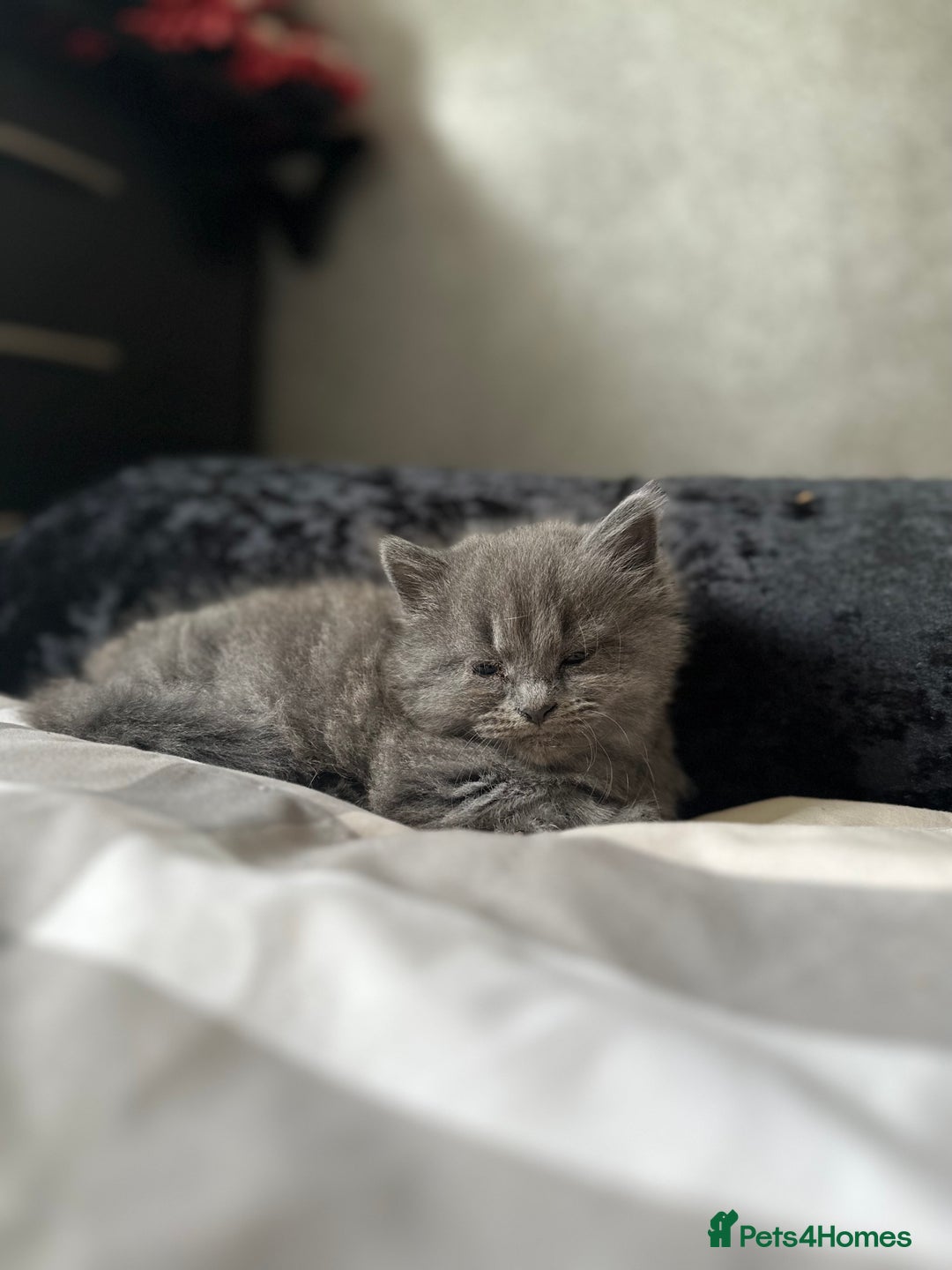 Maine Coon cats for sale: Gray Kittens  - Advert 13