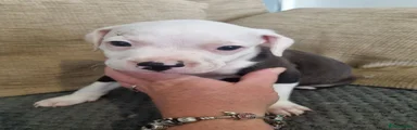 Staffordshire Bull Terrier 3