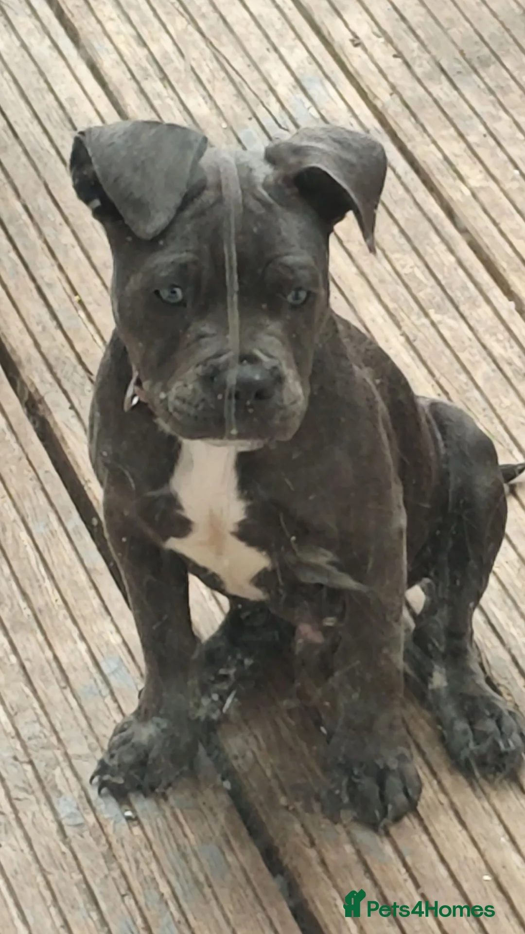 Mixed Breed dogs for sale: 13 week old blue staff x fluffy Frenchie  - Advert 4