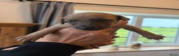 Whippet dogs for sale: Beautiful  KC whippet puppies  - Advert 14