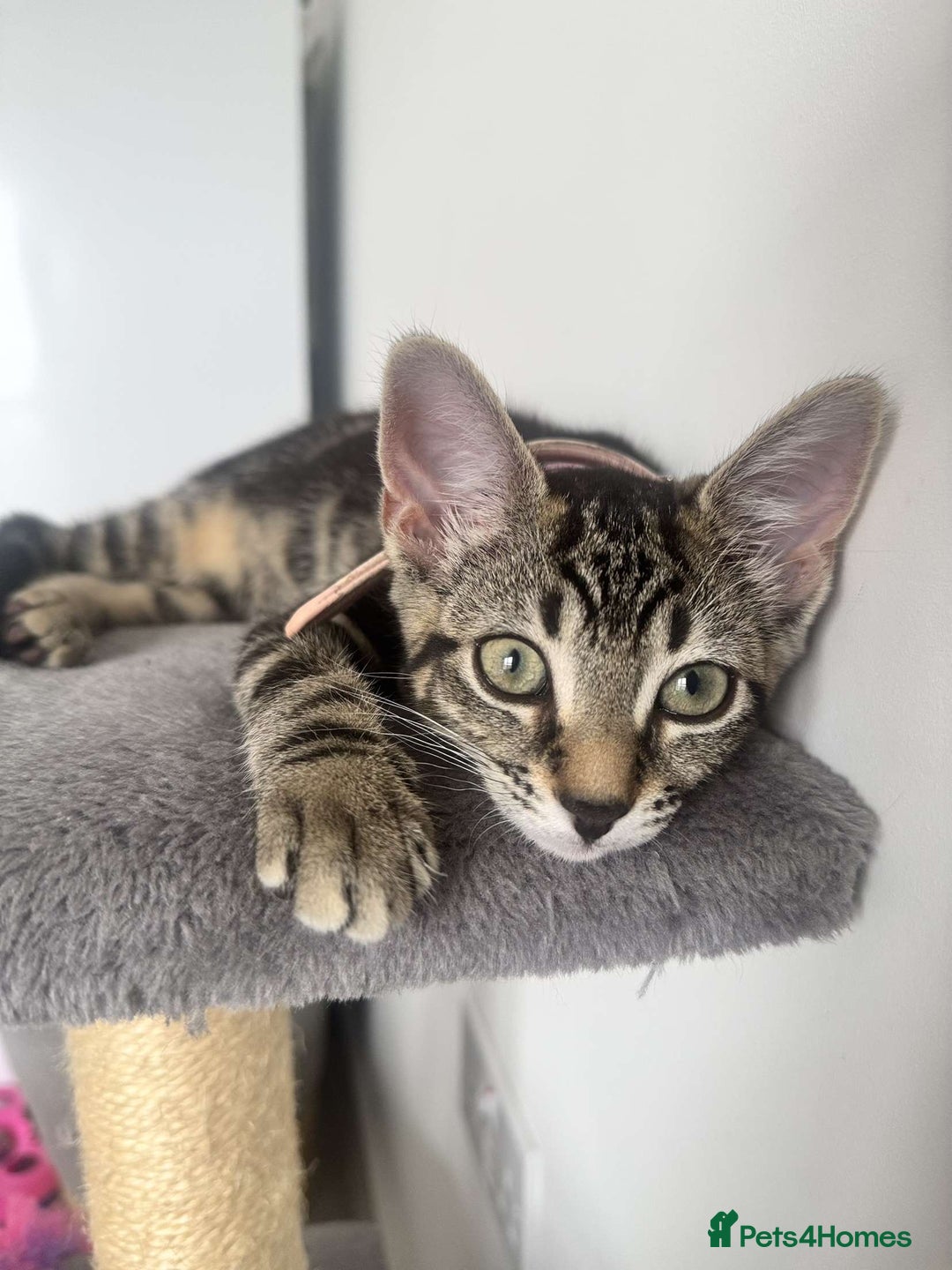 Bengal cats for sale: 5 month old kittens - Advert 3