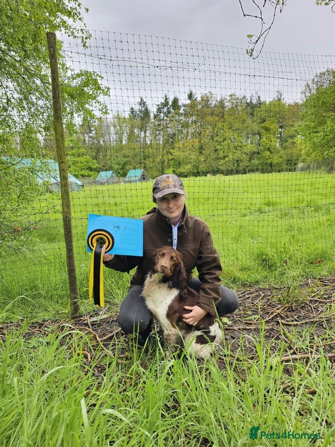 English Springer Spaniel dogs for stud: Working Springer for stud in Wareham - Image 6