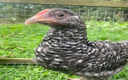 Chickens poultry for sale: Speckled Marans - Image 3