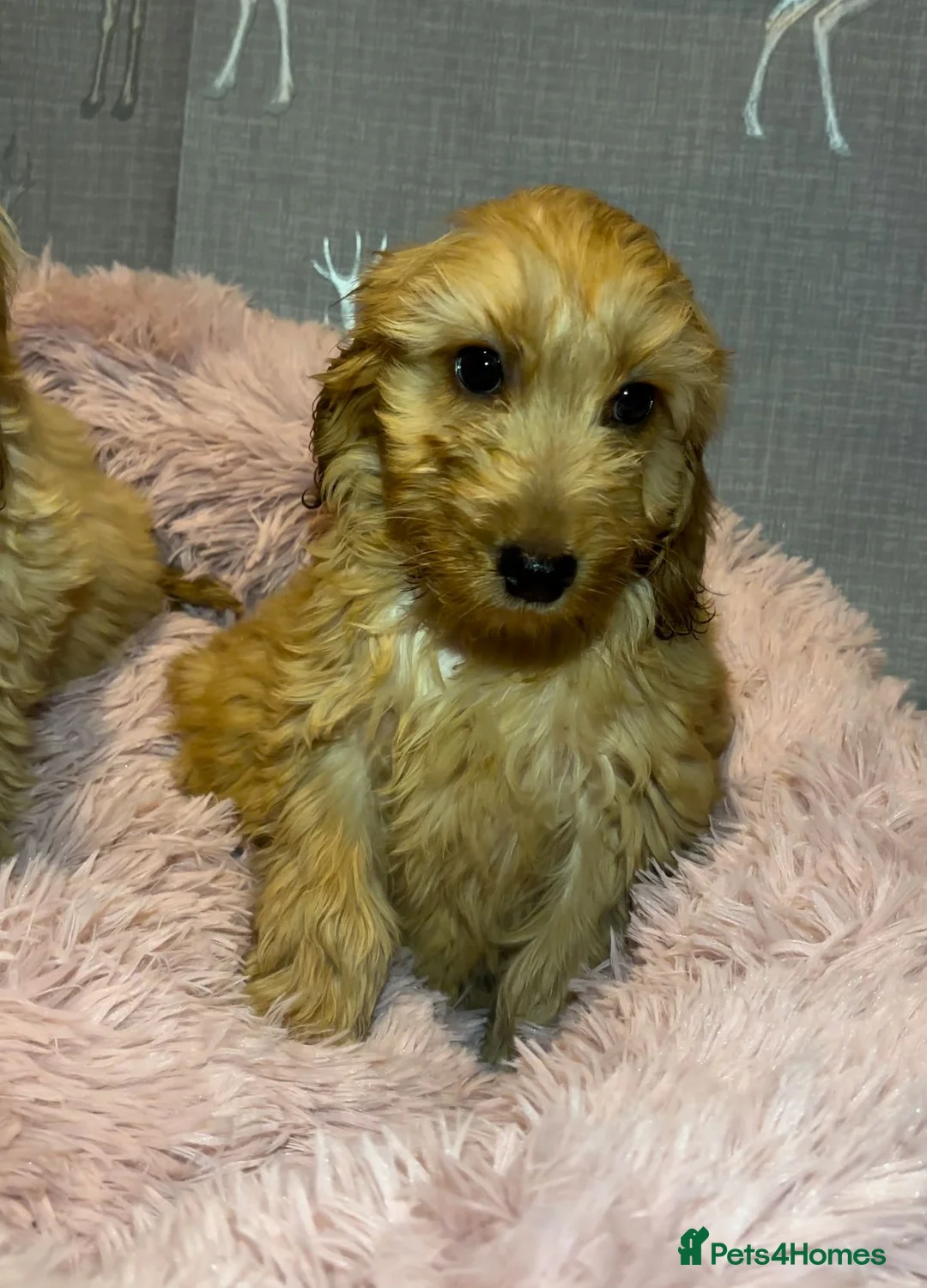 Cockapoo dogs for sale: Cockapoo puppies for sale  - Advert 10