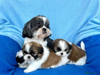 Shih Tzu dogs Lovely ShihTzu puppies - Advert 1
