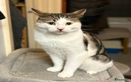 Domestic Shorthair cats for sale: Kittens For Sale - Image 9