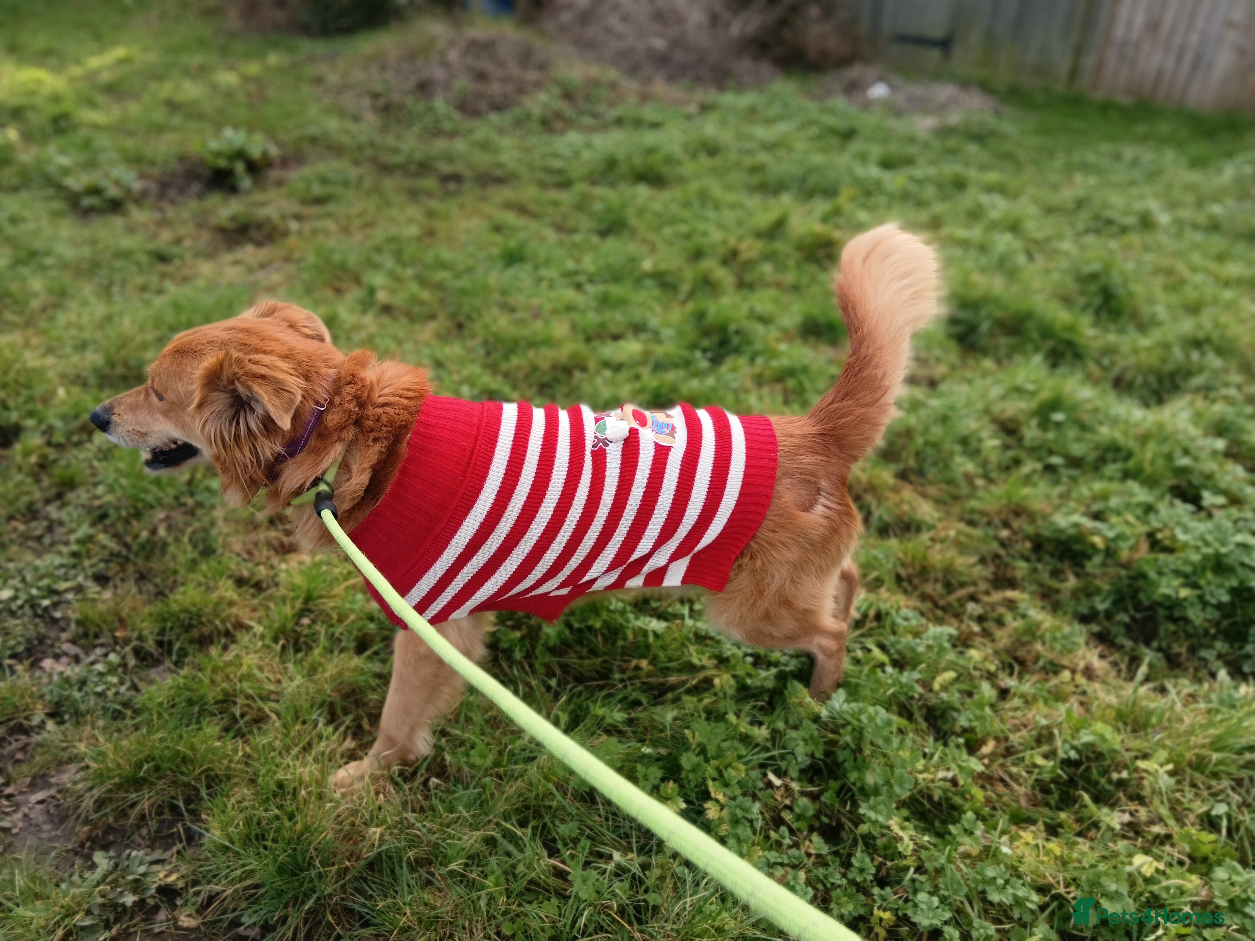 Mixed Breed dogs Foxy. A very fluffy friend. - Advert 1