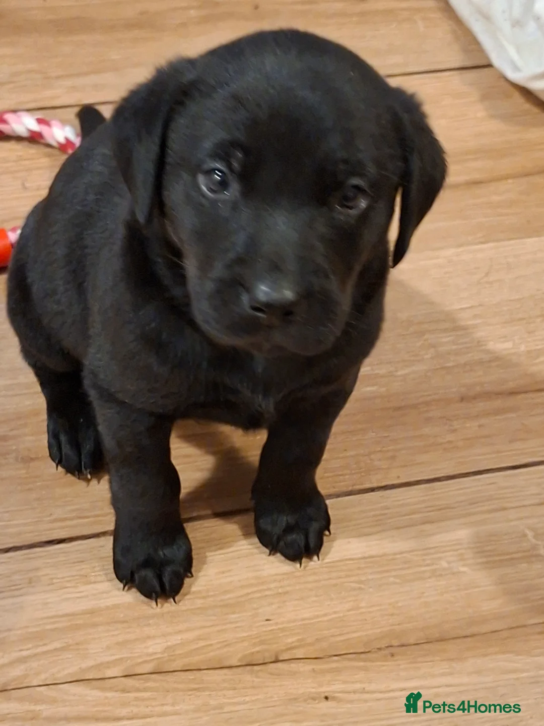 Labrador Retriever dogs for sale: KC reg black labrador  - Advert 10