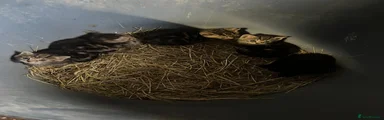 Mixed Breed Kitten 2