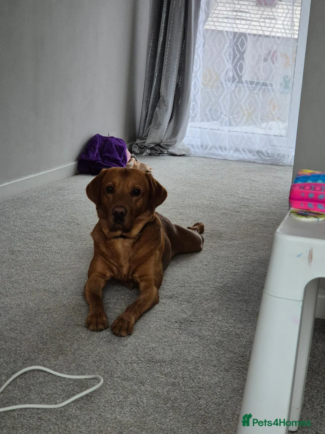 Labrador Retriever dogs for stud: Bruce in Northallerton - Advert 2
