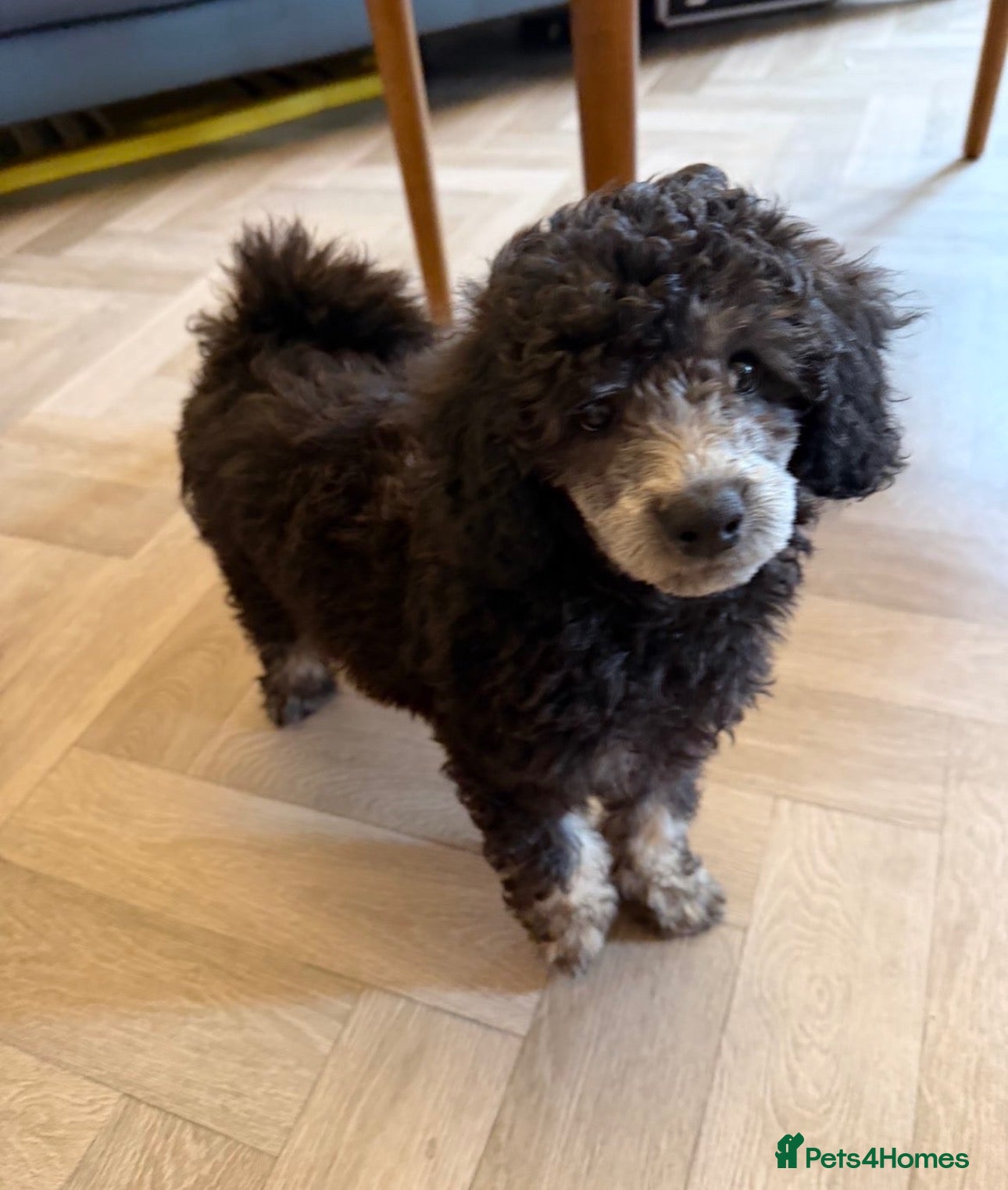 Toy Poodle dogs KC Healthtested Toy Poodle puppies phantom silver  - Advert 3