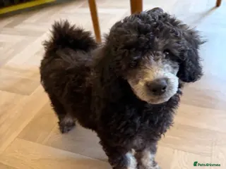 Toy Poodle dogs KC Healthtested Toy Poodle puppies phantom silver - Advert 3