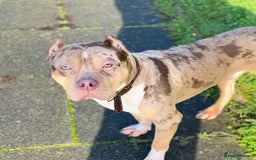 American Bulldog dogs for sale: Wotless in Sutton - Image 3