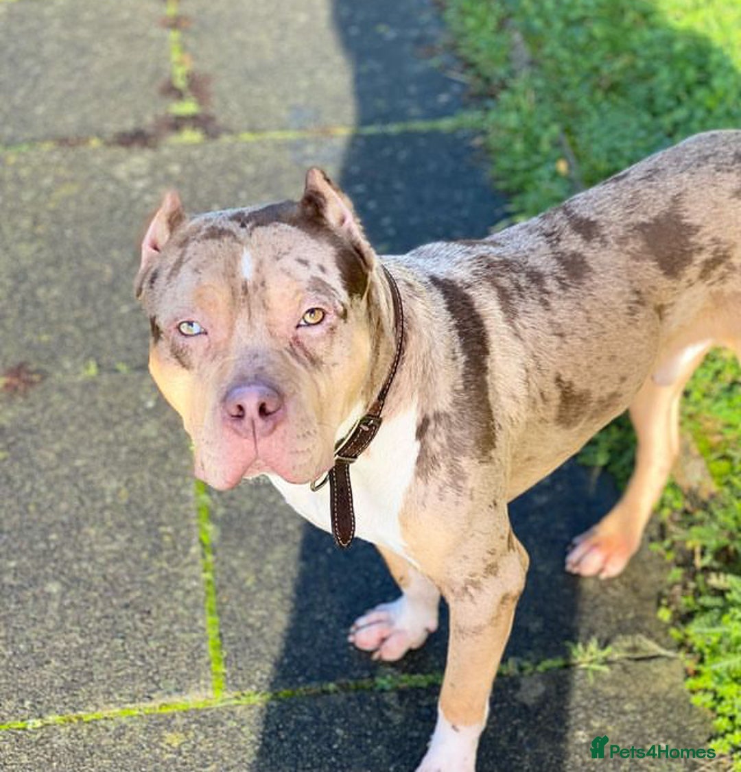 American Bulldog dogs for sale: Wotless in Sutton - Image 3