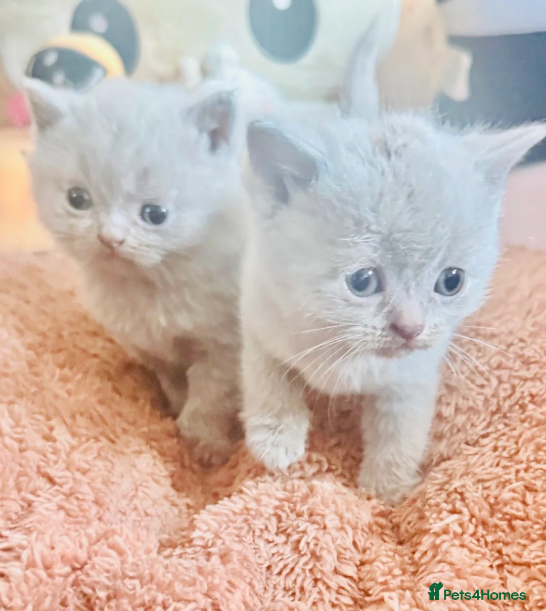 British Shorthair cats for sale: Beautiful British Shorthair Kittens for sale  - Advert 6