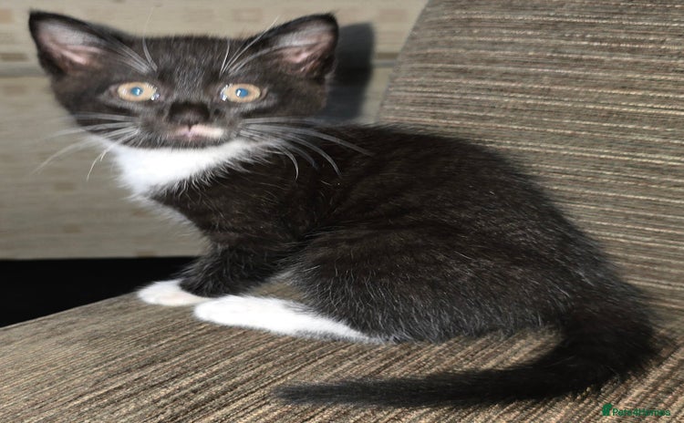 Domestic Shorthair cats - Advert 5