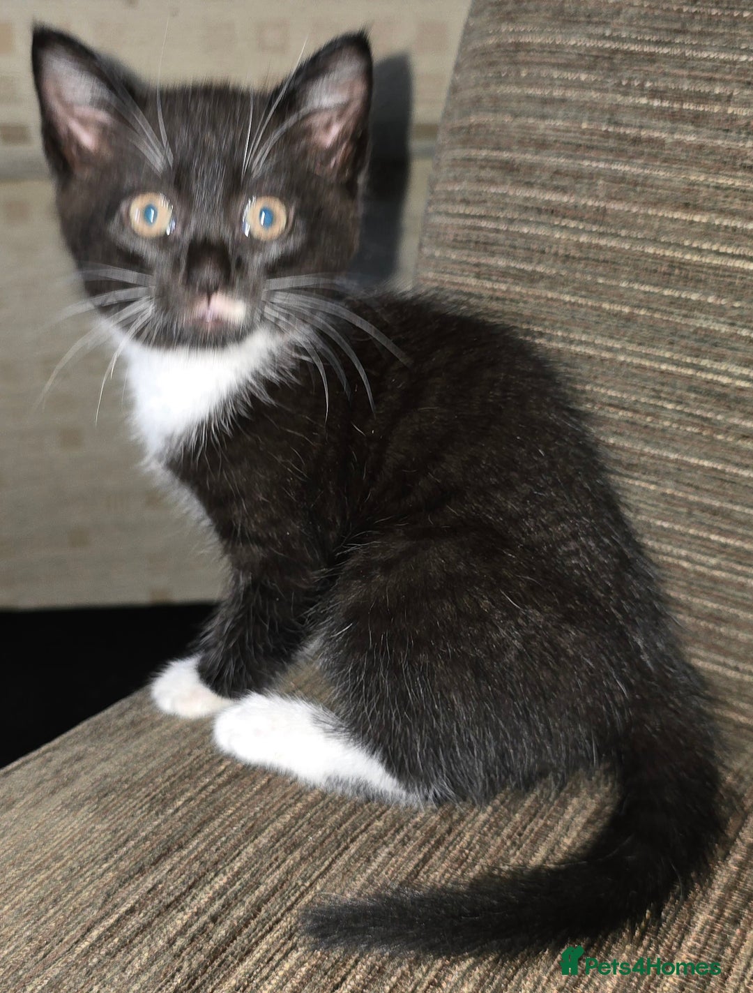 Domestic Shorthair cats for sale: Almost Identical Twins!  - Image 1