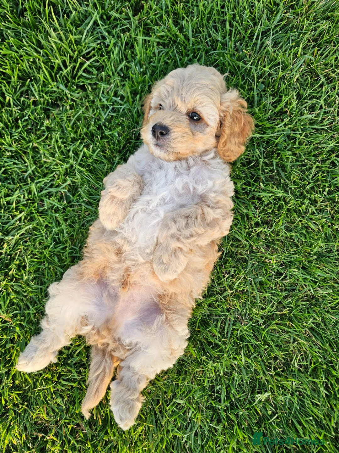 Cockapoo dogs for sale: Cockapoo puppies  in Newry - Advert 2
