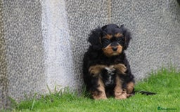 Cavapoo dogs for sale: F1 Cavapoo puppies for sale - Image 21