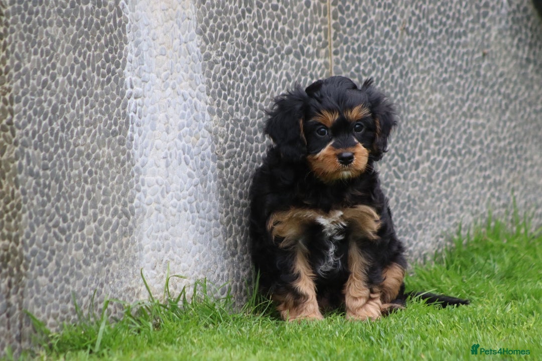 Cavapoo dogs for sale: F1 Cavapoo puppies for sale - Image 21