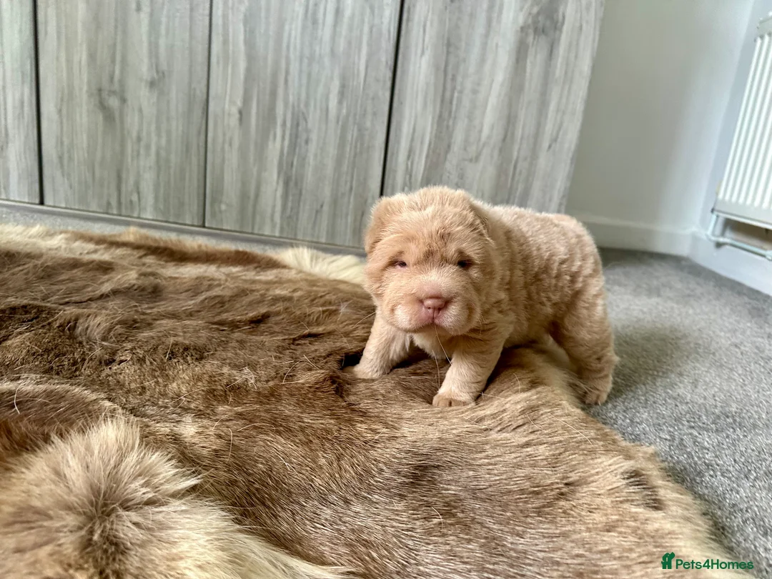 Shar Pei dogs for sale: Top quality bear coat sharpei  - Advert 22