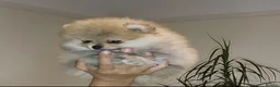 Pomeranian dogs for sale: Show class potential Pomeranians  - Advert 17