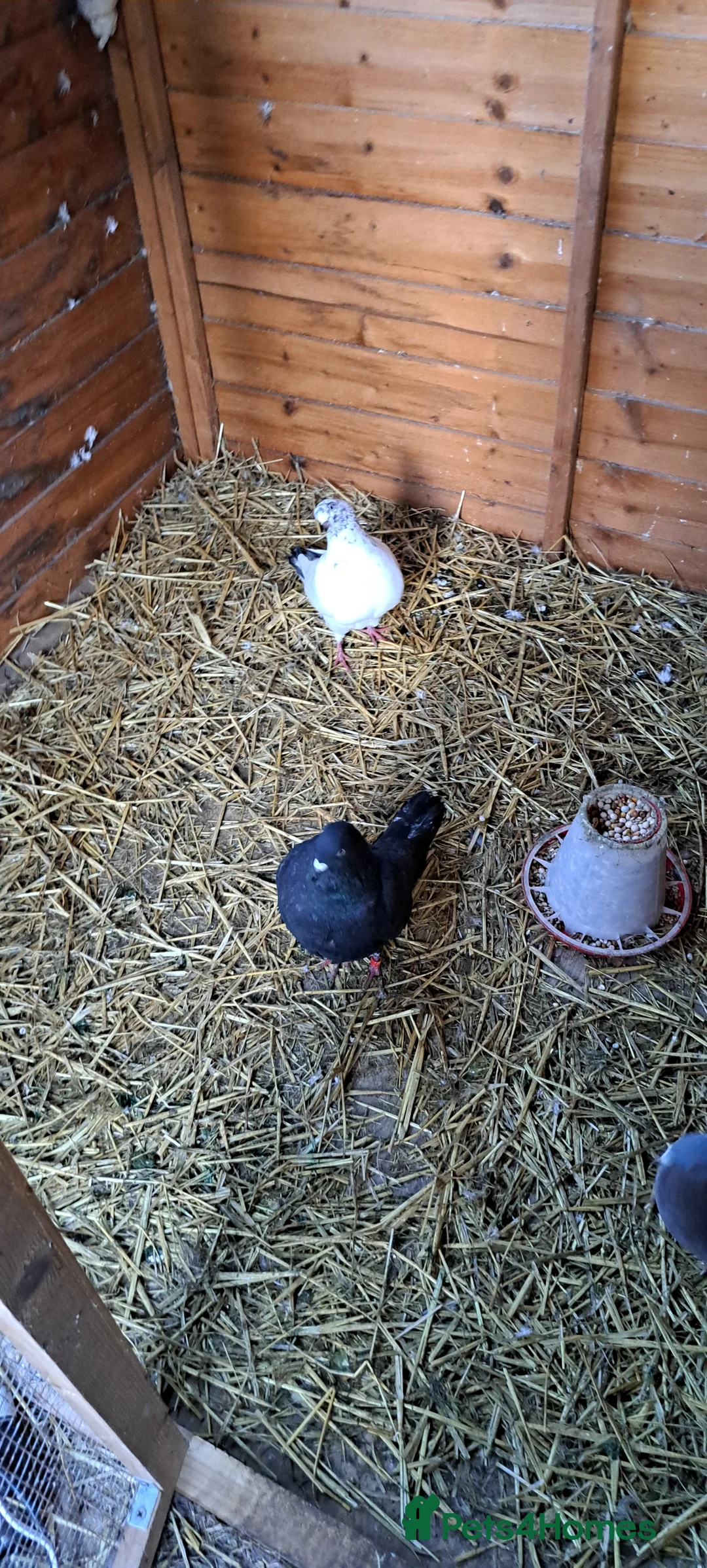 Pigeons birds for sale: 9 pigeons in Cannock - Advert 2