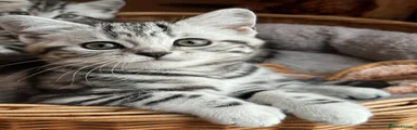 British Shorthair 3