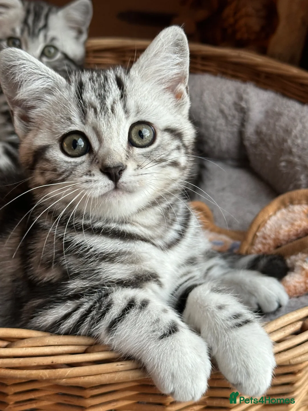British Shorthair cats for sale: Pedigree British Shorthair Silver Tabby kittens - Advert 25
