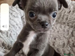 Chihuahua dogs Beautiful Grey & White Male Chihuahua - Advert 1