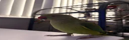Ringnecks birds for sale: Jezza The Indian Ringneck in Ipswich - Advert 4