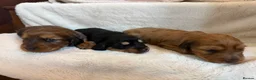 Miniature Dachshund dogs for sale: 3 Beautiful Longhair Miniature Dachshund Puppies - Advert 11