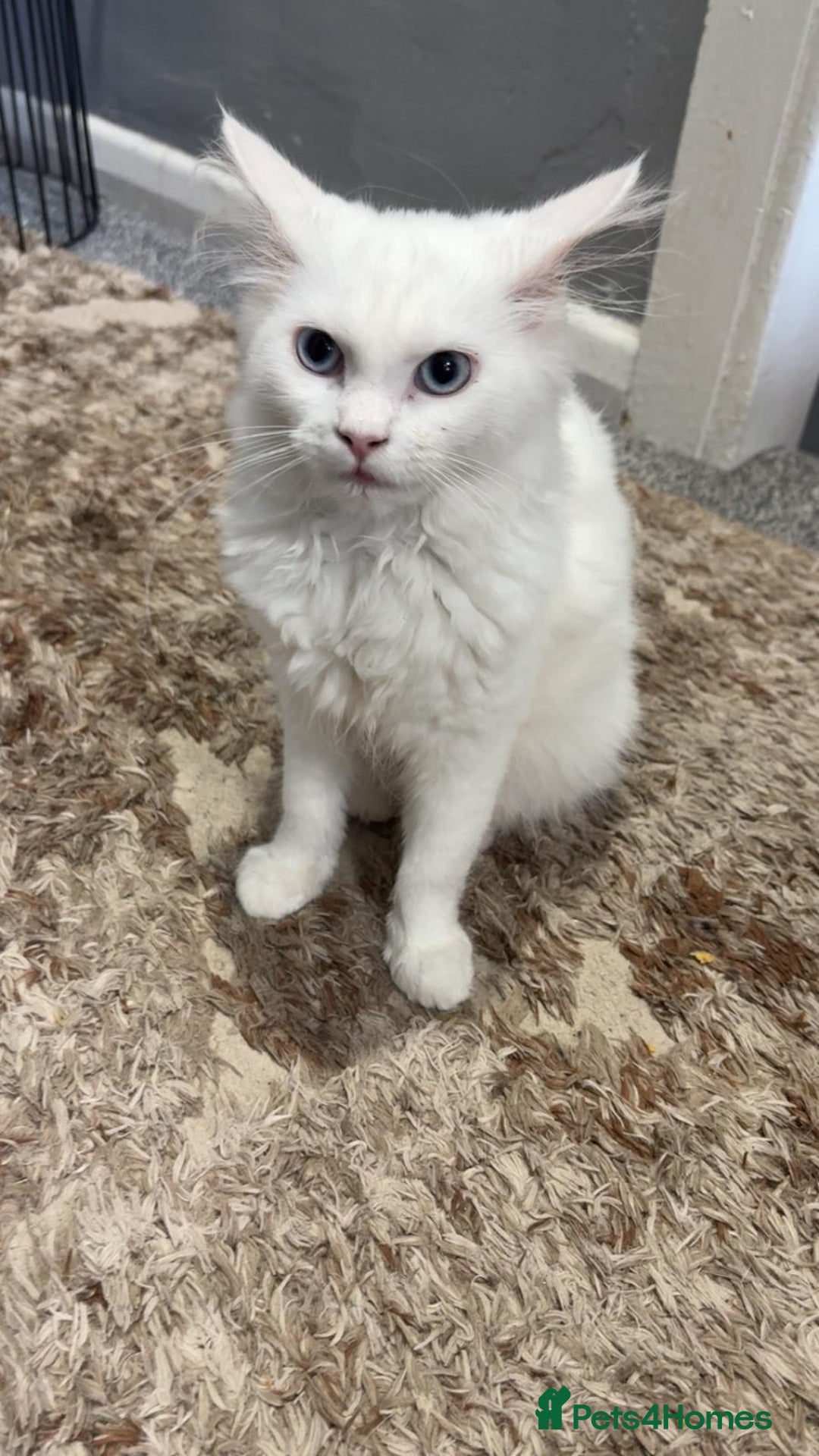 Maine Coon cats for sale: Female maincoon  - Advert 2