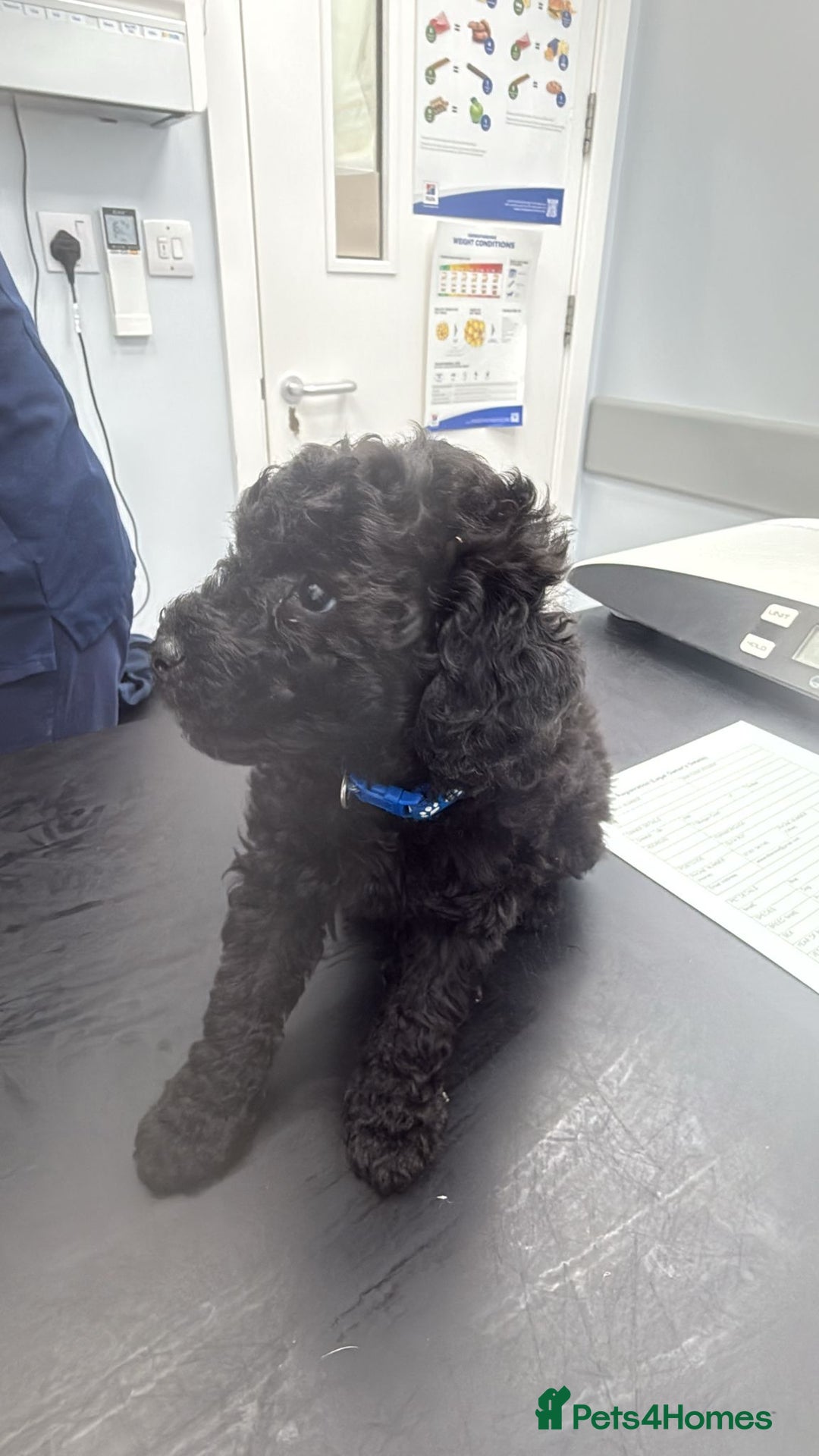 Toy Poodle dogs for sale: Rare silver and black male toy poodle puppies - Advert 1